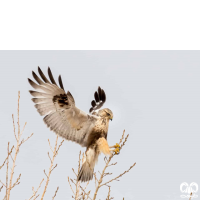 گونه سارگپه پرپا Rough-legged Buzzard